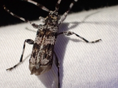 Acanthocinus princeps