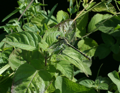Gomphus schneiderii