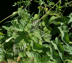Gomphus schneiderii
