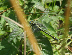 Gomphus schneiderii