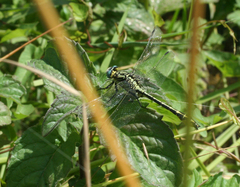 Gomphus schneiderii