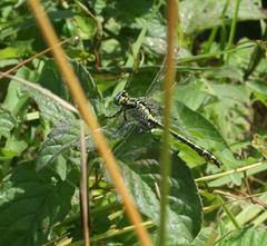Gomphus schneiderii