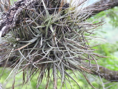 Tillandsia schiedeana