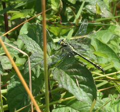 Gomphus schneiderii