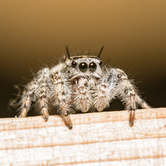Phidippus pruinosus