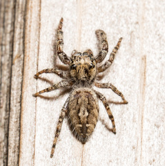 Phidippus pruinosus