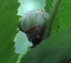 Phytoptus avellanae
