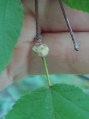 Phytoptus avellanae