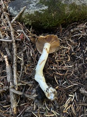 Phlegmacium variosimile