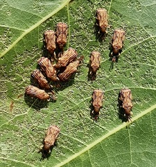 Baliosus vittaticollis