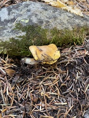 Phlegmacium variosimile