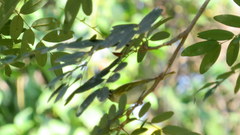 Phylloscopus occipitalis