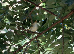 Phylloscopus occipitalis