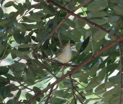 Phylloscopus occipitalis