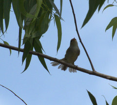 Phylloscopus occipitalis