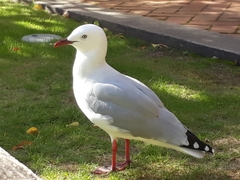 Chroicocephalus novaehollandiae scopulinus