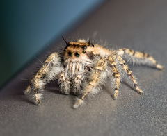 Phidippus pruinosus