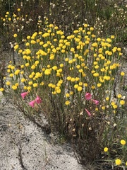 Podotheca gnaphalioides