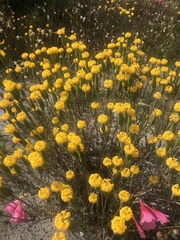 Podotheca gnaphalioides