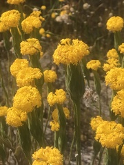 Podotheca gnaphalioides