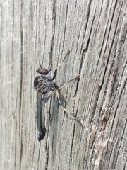 Cerdistus fuscipennis