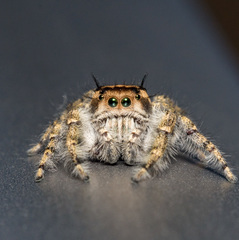 Phidippus pruinosus
