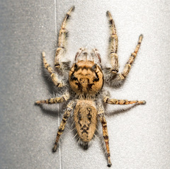 Phidippus pruinosus