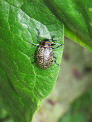 Cypherotylus fenestratus