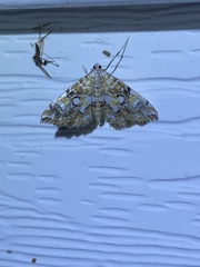 Elophila faulalis