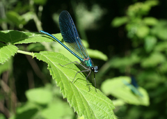 Calopteryx splendens intermedia