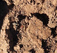 Crematogaster melanogaster