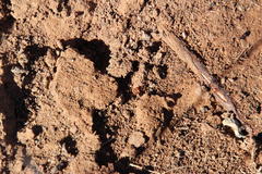 Crematogaster melanogaster