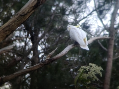 Cacatua galerita galerita