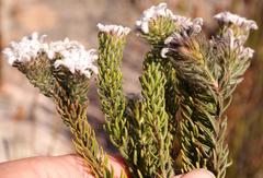 Phylica aemula aemula