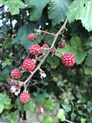 Rubus