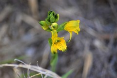 Chloraea gavilu