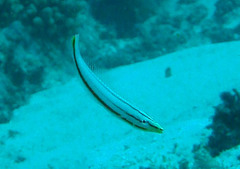 Hologymnosus doliatus