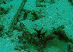 Amblyeleotris guttata