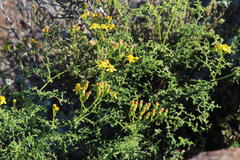 Senecio erysimoides