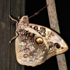 Opsiphanes invirae amplificatus