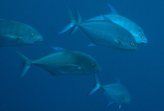 Ferdauia orthogrammus