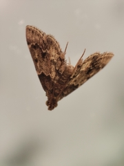 Pyralis manihotalis
