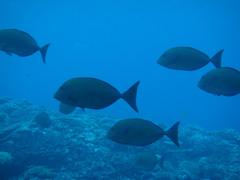 Prionurus maculatus