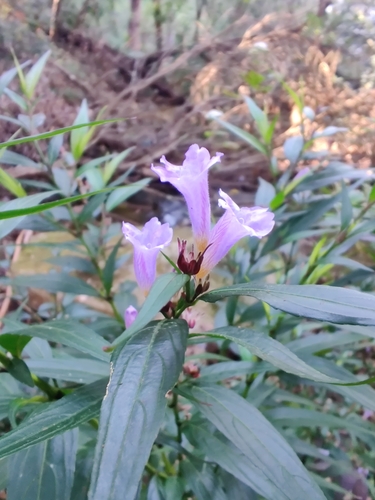Image of Strobilanthes anisophylla by (c) Nathan Ruser, some rights reserved (CC BY)
