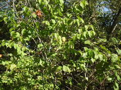 Euonymus atropurpureus atropurpureus