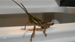 Sphenarium mexicanum