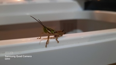 Sphenarium mexicanum