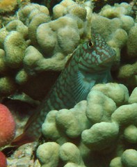 Cirripectes polyzona