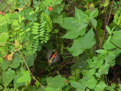 Phaeoptila sordida