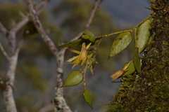 Dendrobium pugioniforme